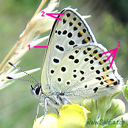 Lycaena tityrus - Brauner Feuerfalter, Schwefelvögelchen