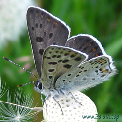 Lycaena tityrus - Brauner Feuerfalter, Schwefelvögelchen
