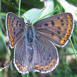 Lycaena tityrus - Brauner Feuerfalter, Schwefelvögelchen