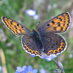 Lycaena tityrus - Brauner Feuerfalter, Schwefelvögelchen