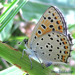 Lycaena tityrus - Brauner Feuerfalter, Schwefelvögelchen