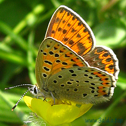 Lycaena tityrus - Brauner Feuerfalter, Schwefelvögelchen